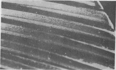 �X��ēp���E��